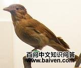 Ƥ��ɡ����