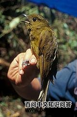 ��Ƥ��ɡ����