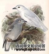 ��ɡ����