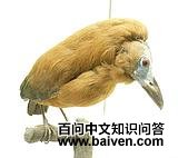 ��ɫɡ����