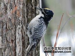 ��ֺ��ľ���ͼƬ