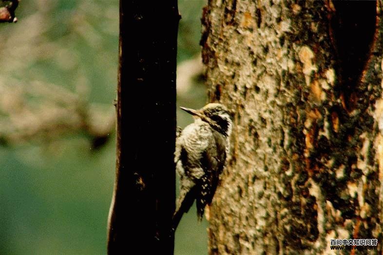 ��ֺ��ľ��