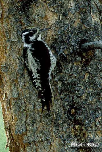 ��ֺ��ľ��