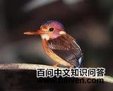 С��ֺ����