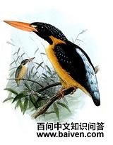 ����ֺ����