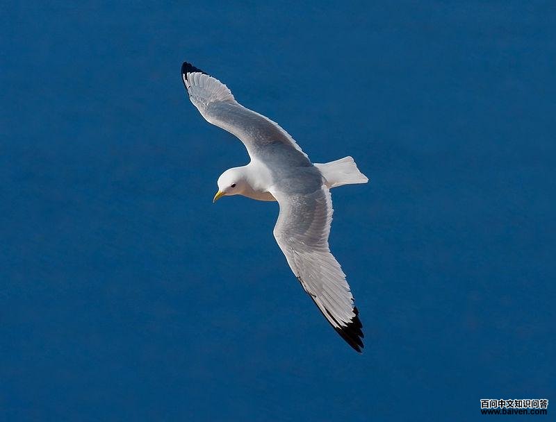 ��ֺŸ��ͼƬ