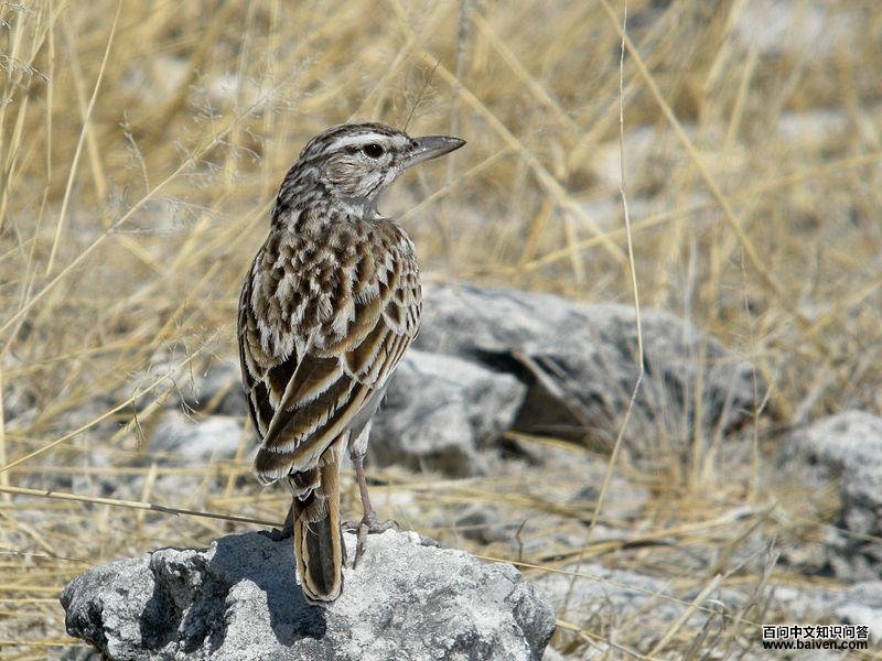 萨博塔歌百灵 萨博塔歌百灵的图片