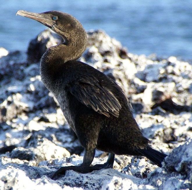 弱翅鸬鹚 弱翅鸬鹚的图片