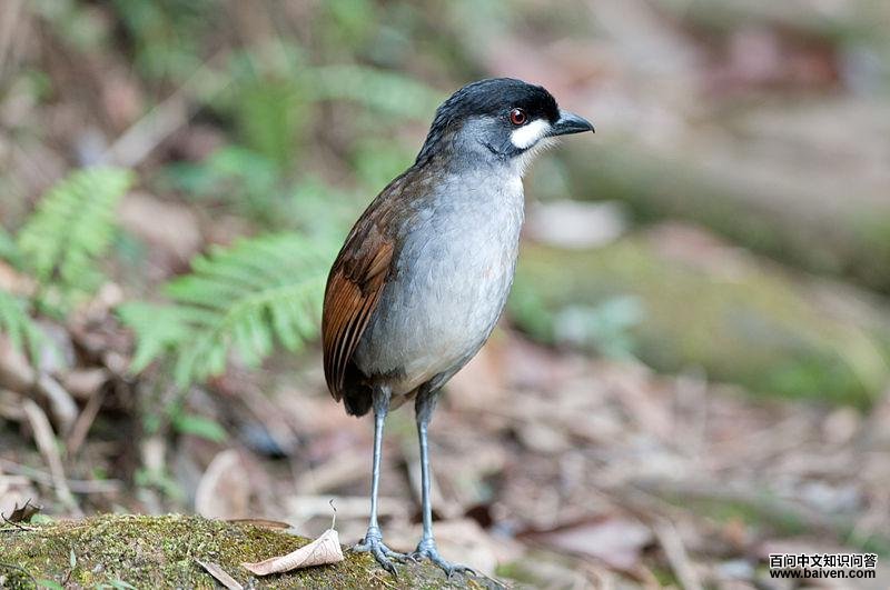 若克蚁鸫 若克蚁鸫的图片