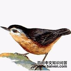 白脸鳾 白脸鳾的图片