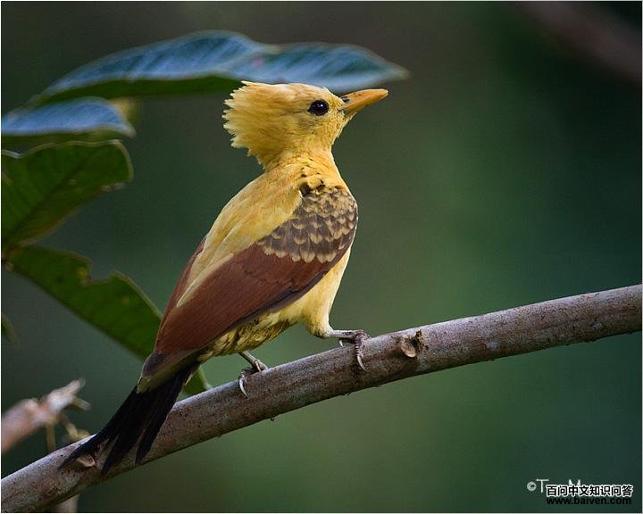 �����ľ���ͼƬ