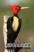 ��ױ���ľ���ͼƬ