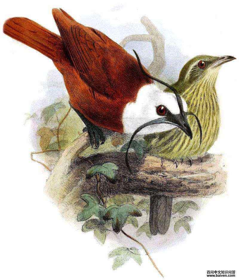 肉垂钟伞鸟 肉垂钟伞鸟的图片