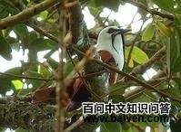 �ⴹ��ɡ��