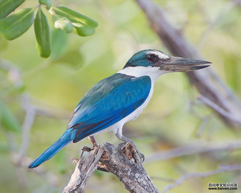 白领翡翠 白领翡翠的图片