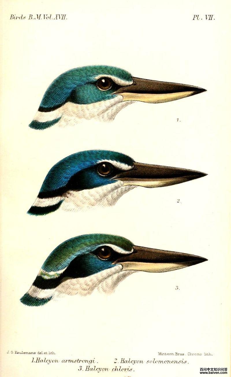 ������䲻ͬ���ֵ�ͷ���������ֱ���: T. c. armstrongi (��), T. c. solomonis (��), T. c. chloris (��)