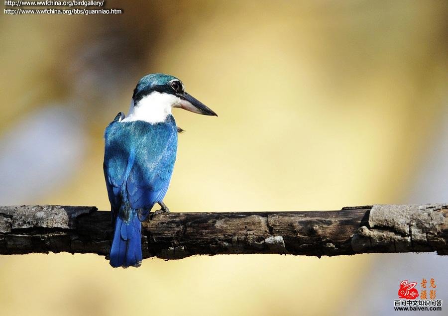 ������䣬���ڱ���