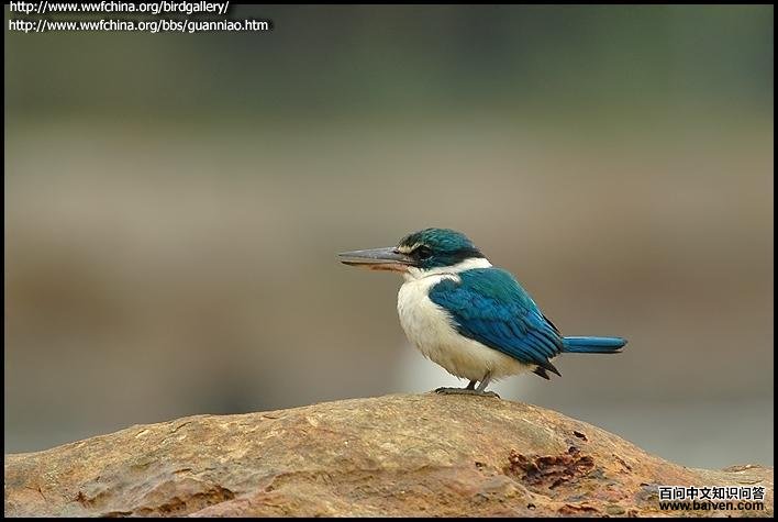 ������䣬�������