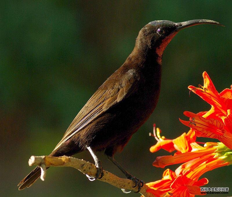 ���׻������ͼƬ