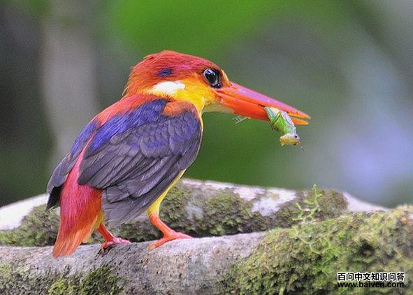 三趾翠鸟 三趾翠鸟的图片