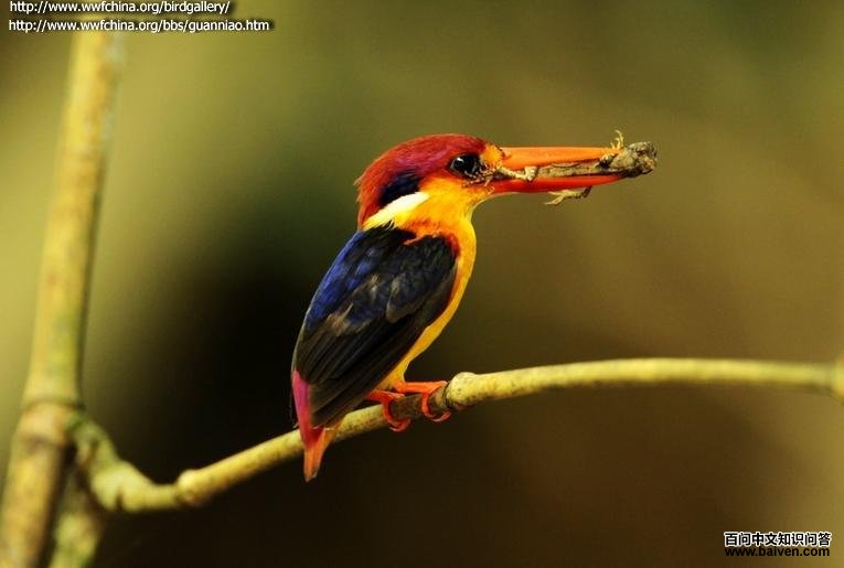 ��ֺ����