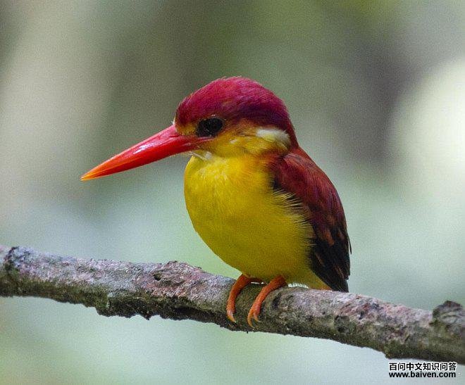 ��ֺ����erithaca����