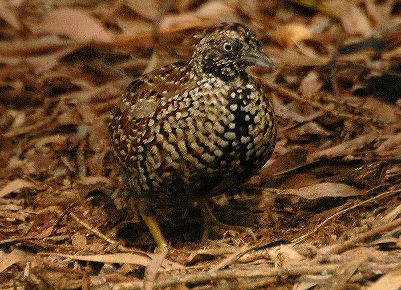 ��ֺ������ͼƬ