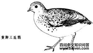 ��ֺ����