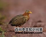 �ƽ���ֺ��