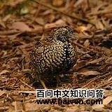 ������ֺ��