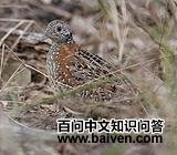 ����ֺ��