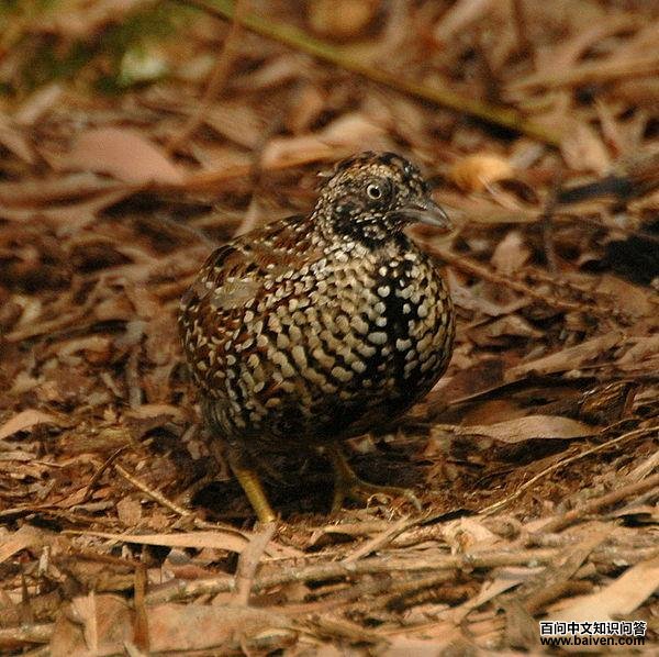 ��ֺ�ȿƵ�ͼƬ