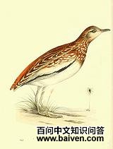 �׳���ֺ����