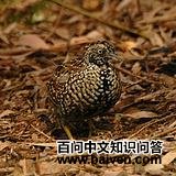 ��ֺ����