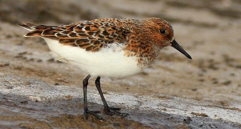 三趾滨鹬 三趾滨鹬的图片