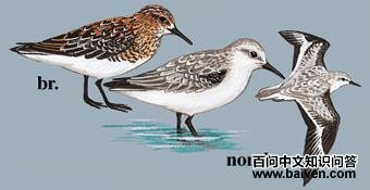 ��ֺ���֣���̬����ͼ