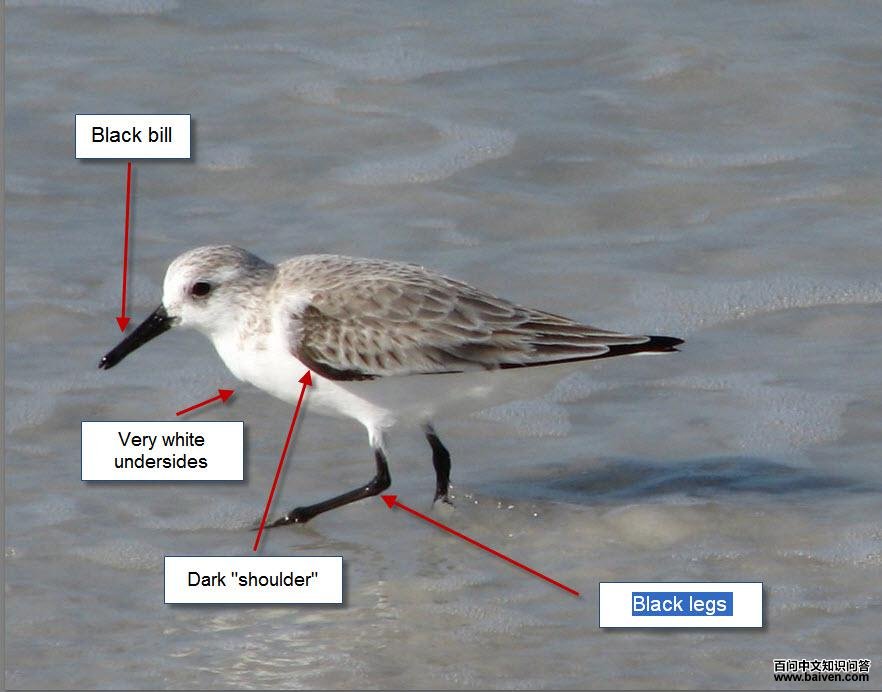 ��ֺ����