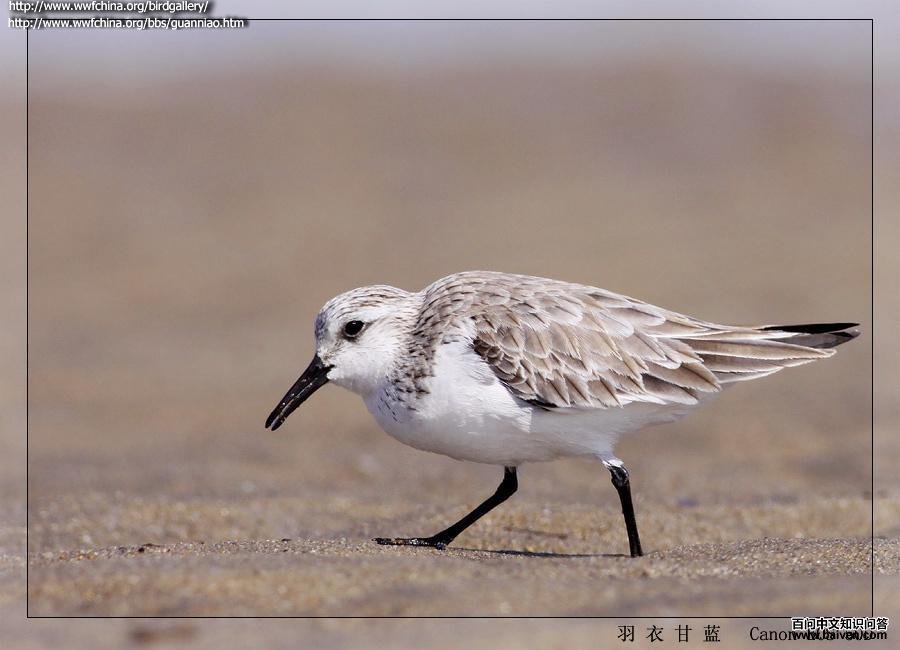 ��ֺ����