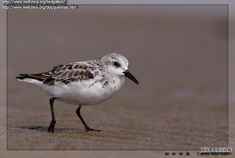 ��ֺ����