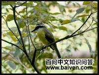 �����ð��l��ͼƬ