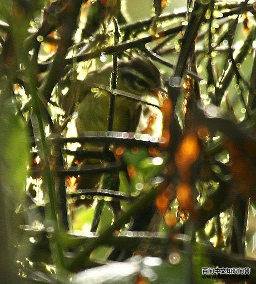 ������ɭݺ��ͼƬ