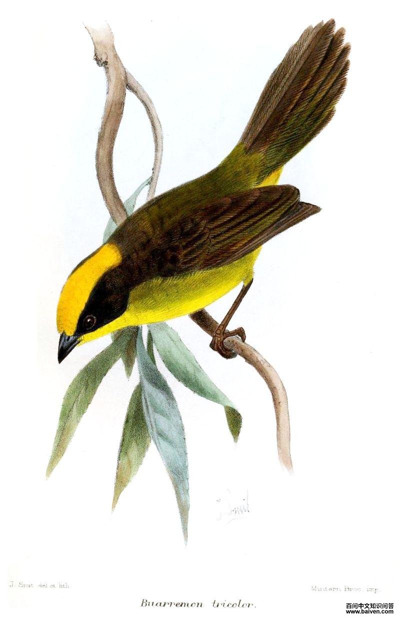 ��ɫ޴ȸ��ͼƬ