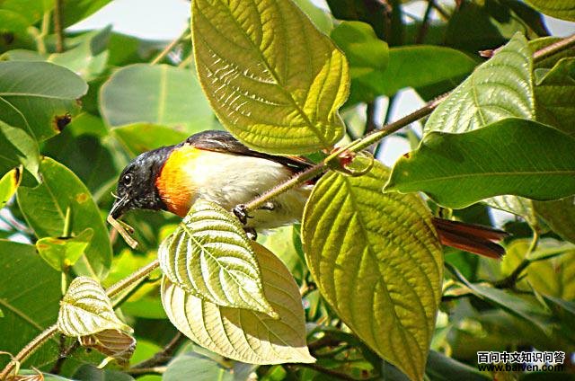 ��ɫɽ�����ͼƬ