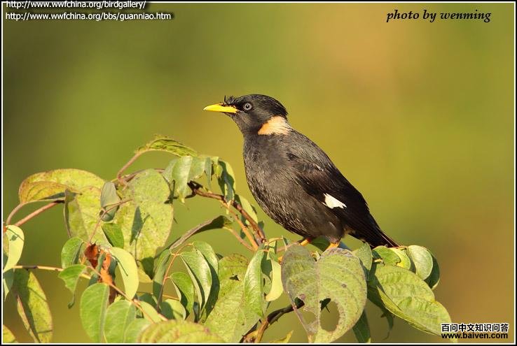 白领八哥 白领八哥的图片