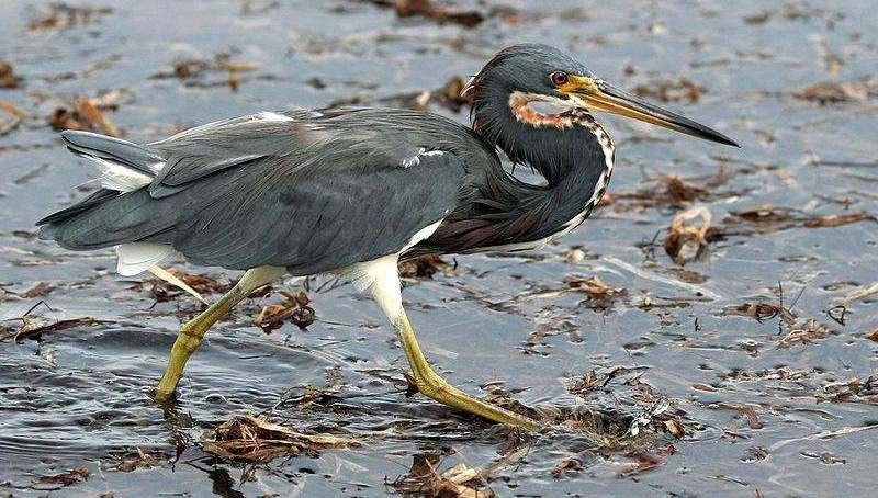 三色鹭 三色鹭的图片