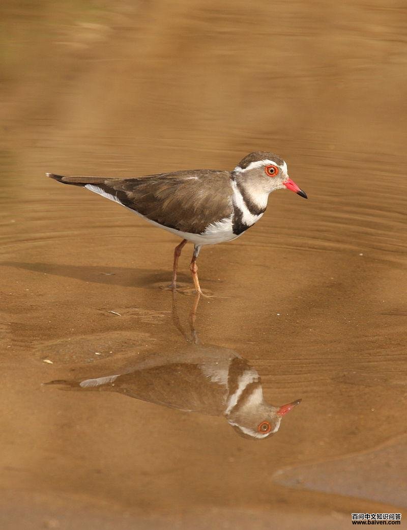 三色鸻 三色鸻的图片