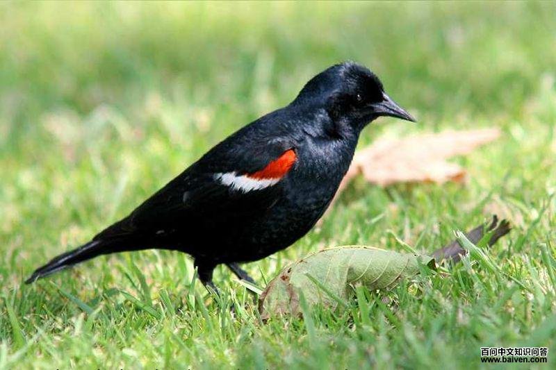 三色黑鹂 三色黑鹂的图片
