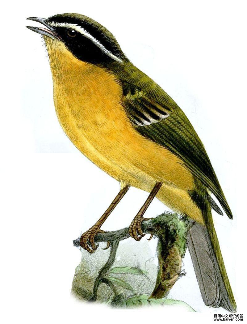 三道眉拟雀 三道眉拟雀的图片