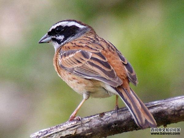 三道眉草鹀 三道眉草鹀的图片
