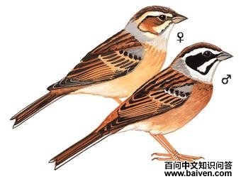 ����ü���c����̬����ͼ